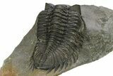 Large Coltraneia Trilobite Fossil - Huge Faceted Eyes #273802-5